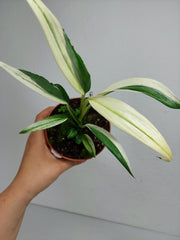 Epipremnum Amplissimum Variegata