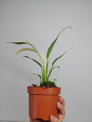 Epipremnum Amplissimum Variegata
