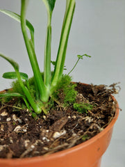 Epipremnum Amplissimum Variegata