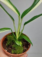Epipremnum Amplissimum Variegata