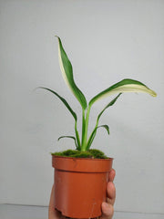 Epipremnum Amplissimum Variegata