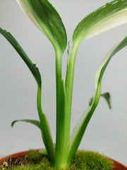 Epipremnum Amplissimum Variegata