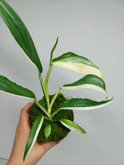 Epipremnum Amplissimum Variegata