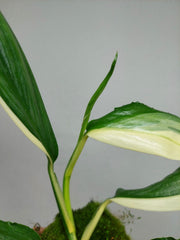 Epipremnum Amplissimum Variegata