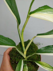 Epipremnum Amplissimum Variegata