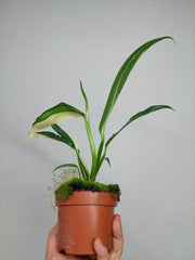 Epipremnum Amplissimum Variegata