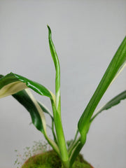 Epipremnum Amplissimum Variegata