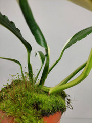 Epipremnum Amplissimum Variegata