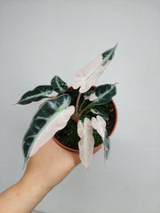 Alocasia Bambino Pink Variegata