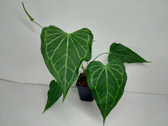 Anthurium Delta Force