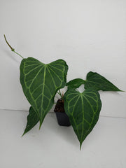 Anthurium Delta Force