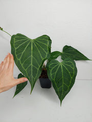 Anthurium Delta Force