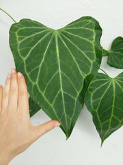 Anthurium Delta Force