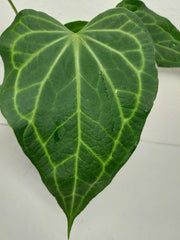 Anthurium Delta Force