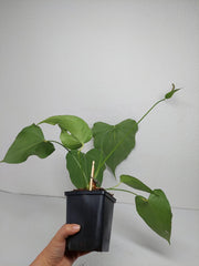 Anthurium Delta Force