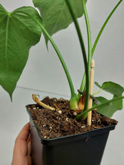 Anthurium Delta Force