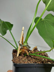 Anthurium Delta Force