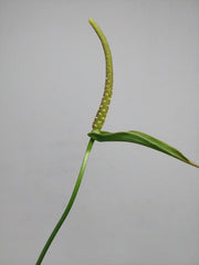 Anthurium Delta Force