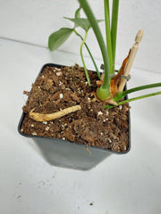 Anthurium Delta Force
