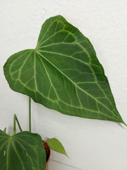 Anthurium Delta Force