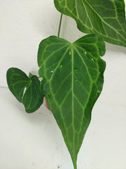 Anthurium Delta Force