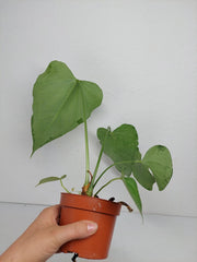 Anthurium Delta Force