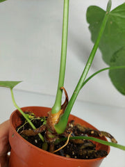 Anthurium Delta Force