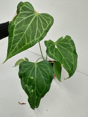 Anthurium Delta Force