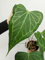 Anthurium Delta Force