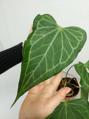 Anthurium Delta Force