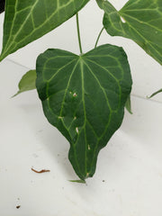 Anthurium Delta Force