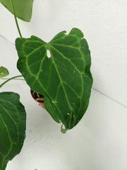 Anthurium Delta Force