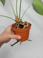 Anthurium Delta Force