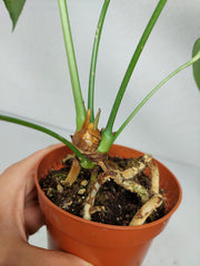 Anthurium Delta Force