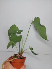 Anthurium Delta Force