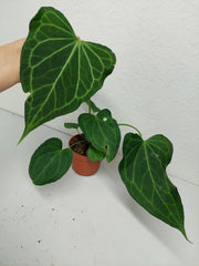 Anthurium Delta Force