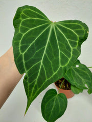 Anthurium Delta Force