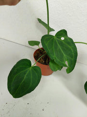 Anthurium Delta Force