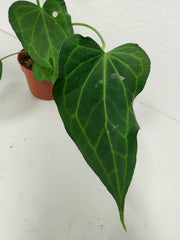 Anthurium Delta Force