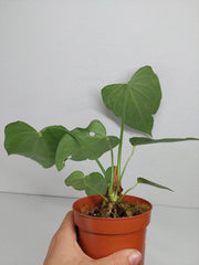 Anthurium Delta Force