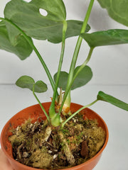 Anthurium Delta Force
