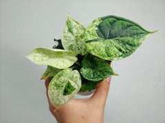 Alocasia Dragon Scale Mint