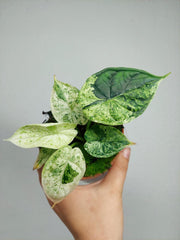 Alocasia Dragon Scale Mint