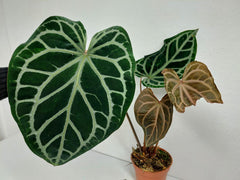 Anthurium Red Crystallinum