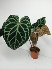 Anthurium Red Crystallinum