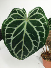 Anthurium Red Crystallinum