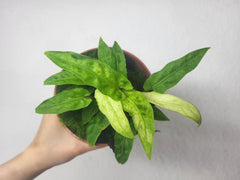 Alocasia Lauterbachiana Variegata