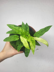 Alocasia Lauterbachiana Variegata