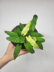 Alocasia Lauterbachiana Variegata