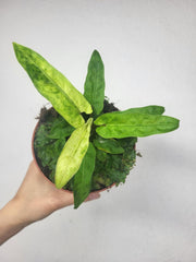 Alocasia Lauterbachiana Variegata